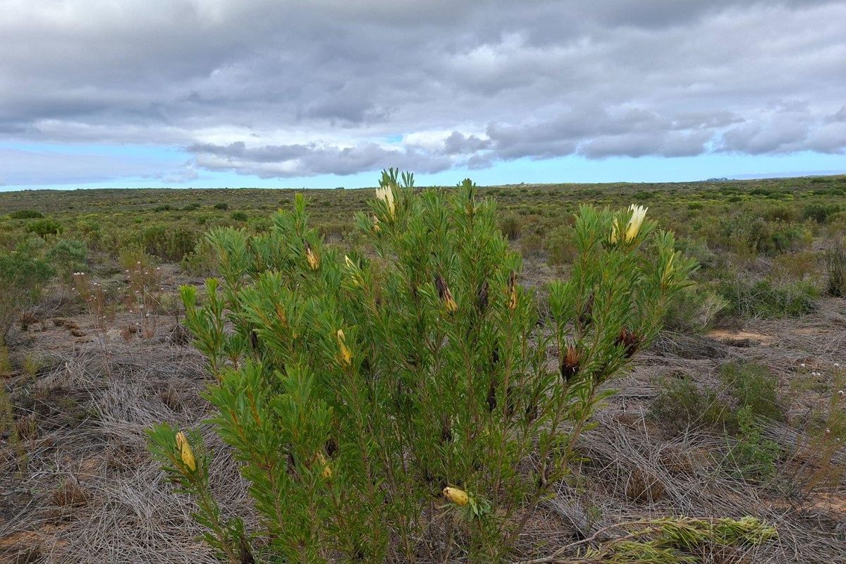 Expansive view of the natural farm landscape featuring indigenous vegetation under a cloudy sky.