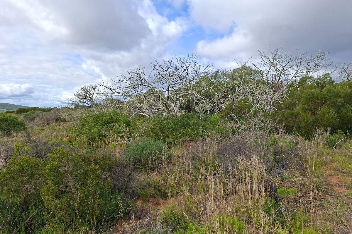 A view of the natural landscape and native vegetation on the farm property.
