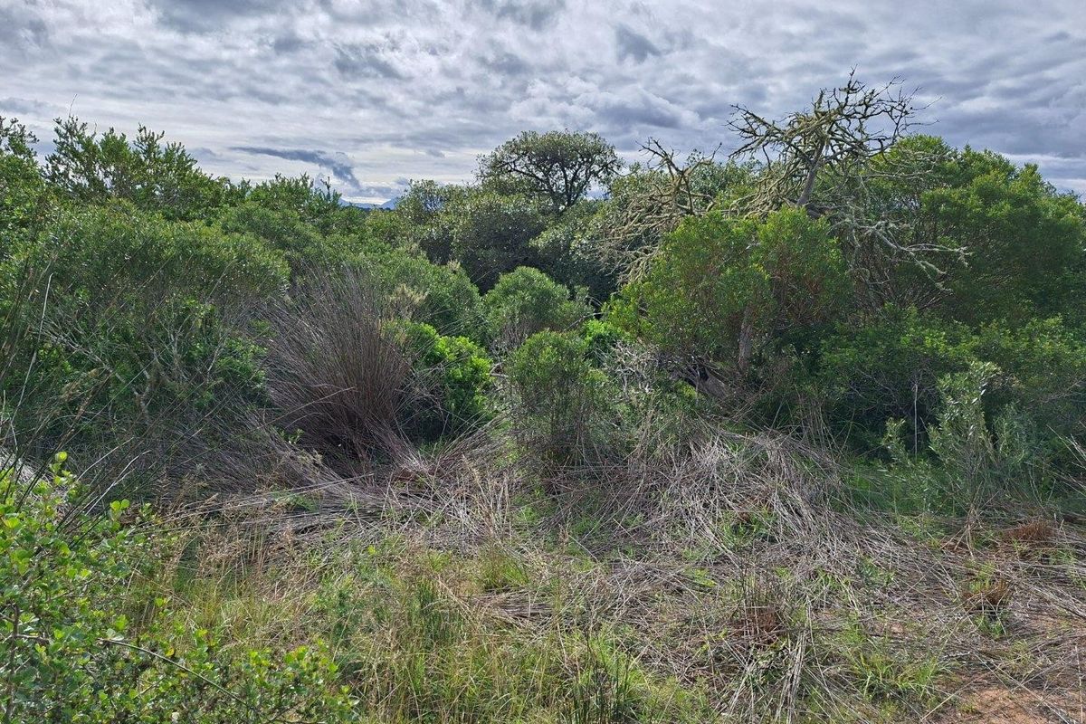 A view of the natural landscape featuring dense indigenous vegetation and mature trees on the farm property.
