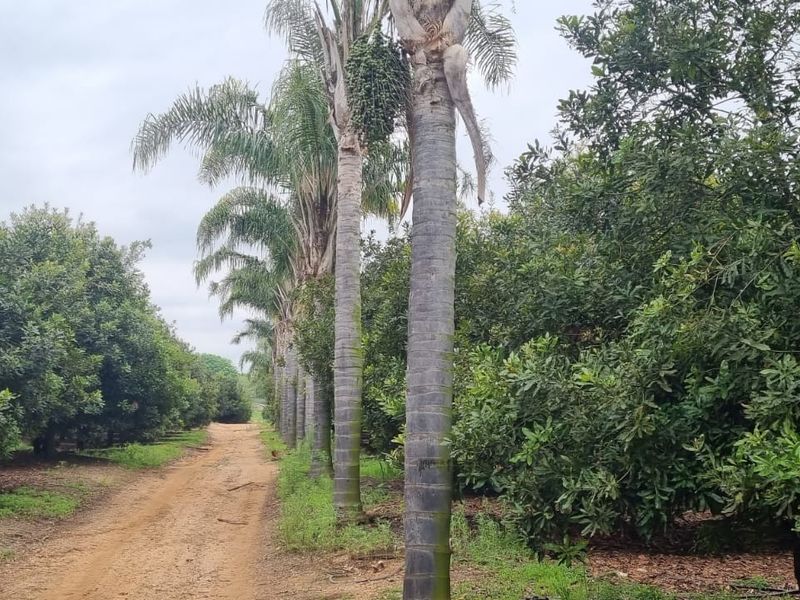 Commercial Macadamia and Citrus Farm in the Heidelberg area, White River - Photo 3