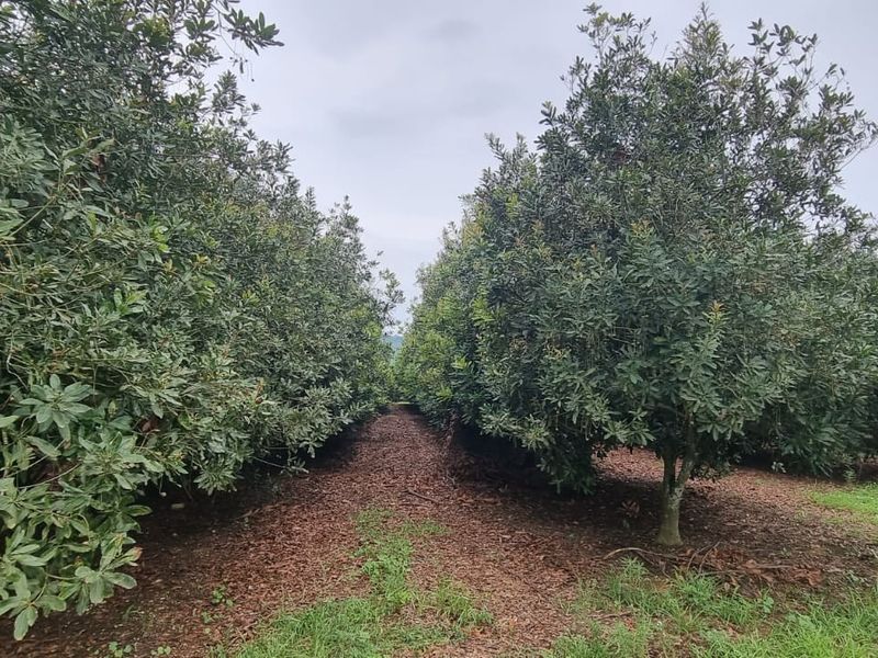Commercial Macadamia and Citrus Farm in the Heidelberg area, White River - Photo 4