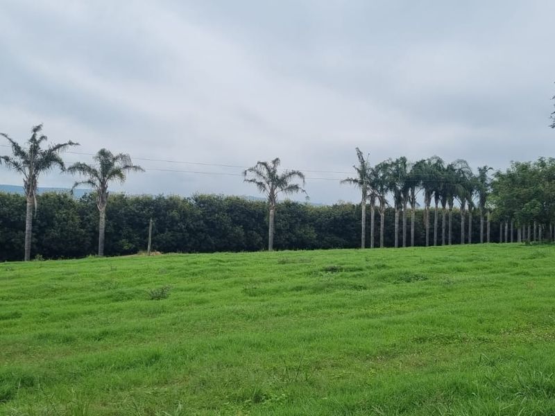 Commercial Macadamia and Citrus Farm in the Heidelberg area, White River - Photo 5