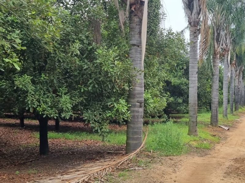 Commercial Macadamia and Citrus Farm in the Heidelberg area, White River - Photo 2