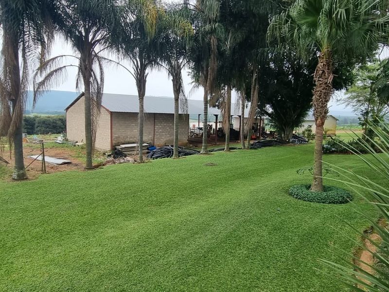 A well-maintained lawn area on a farm property featuring mature palm trees and a functional outbuilding with a metal roof.