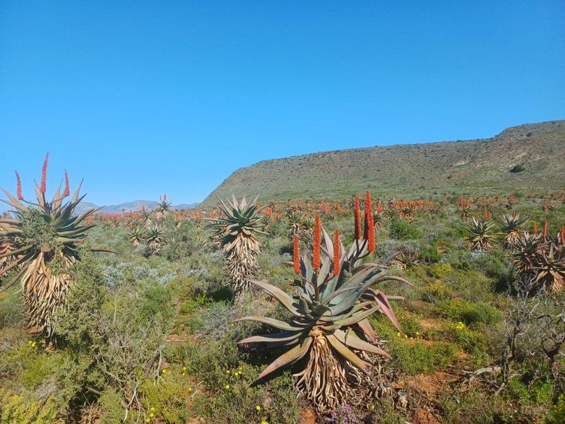 Farm For Sale in Van Wyksdorp, Ladismith - Photo 9