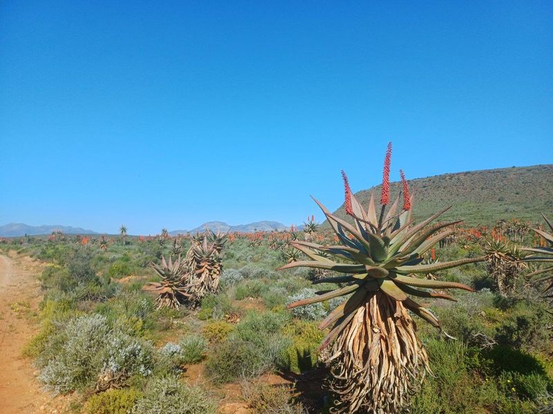 Farm For Sale in Van Wyksdorp, Ladismith - Photo 10