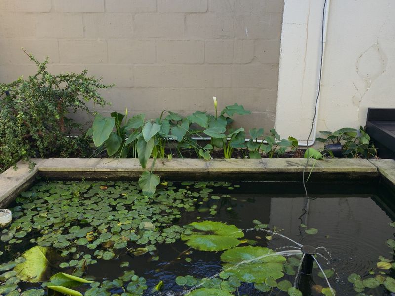 A small garden water feature with stone coping and integrated fountain, set against a masonry boundary wall.