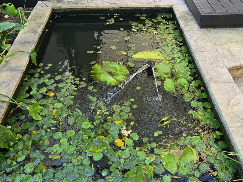 A rectangular garden water feature with stone coping and a central fountain, surrounded by paved landscaping.