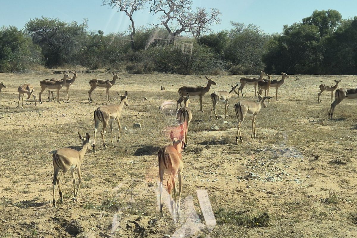 A view of open, undeveloped land featuring natural vegetation and wildlife, typical of a rural or bushveld residential plot.