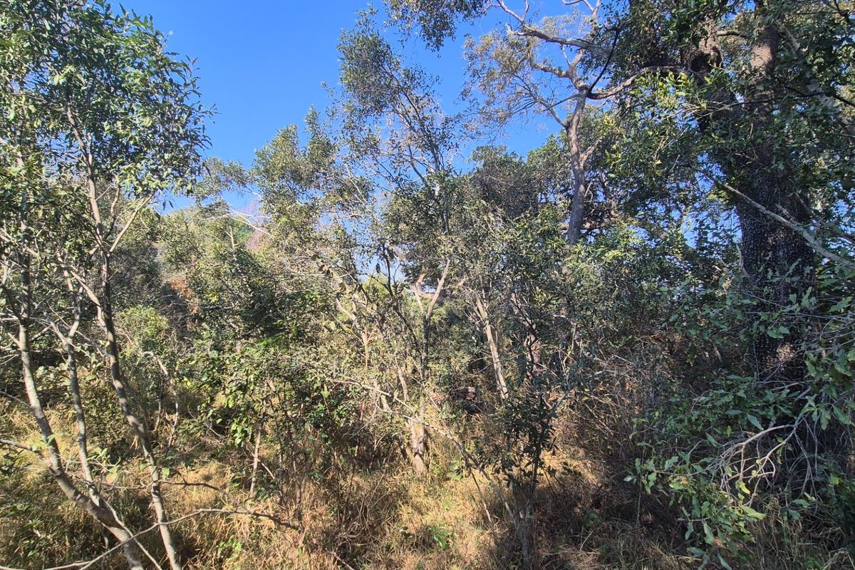 A view of the natural, densely wooded landscape on this vacant residential property.