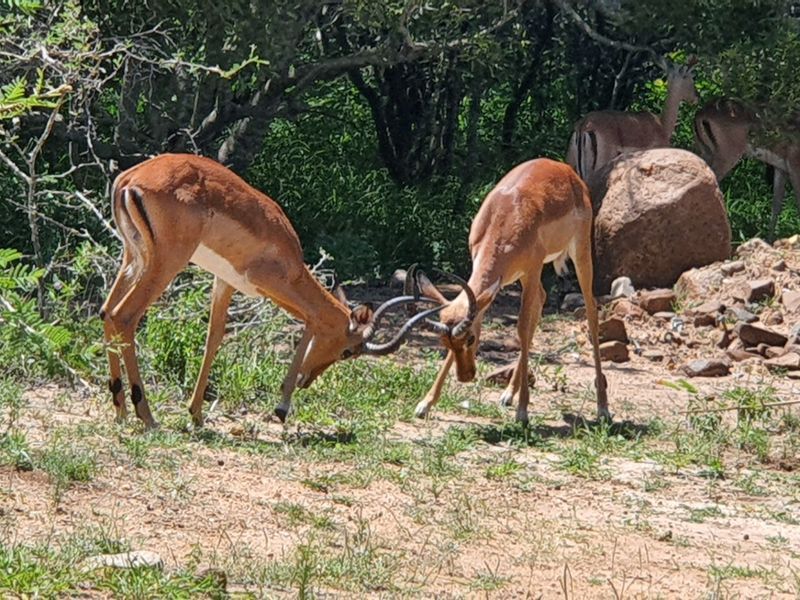A view of natural bushveld terrain featuring indigenous vegetation and wildlife on the residential land.