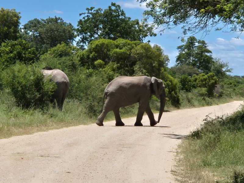 A private and secure bushveld plot on riverine in Moditlo Wildlife Estate, Hoedspruit - Photo 3