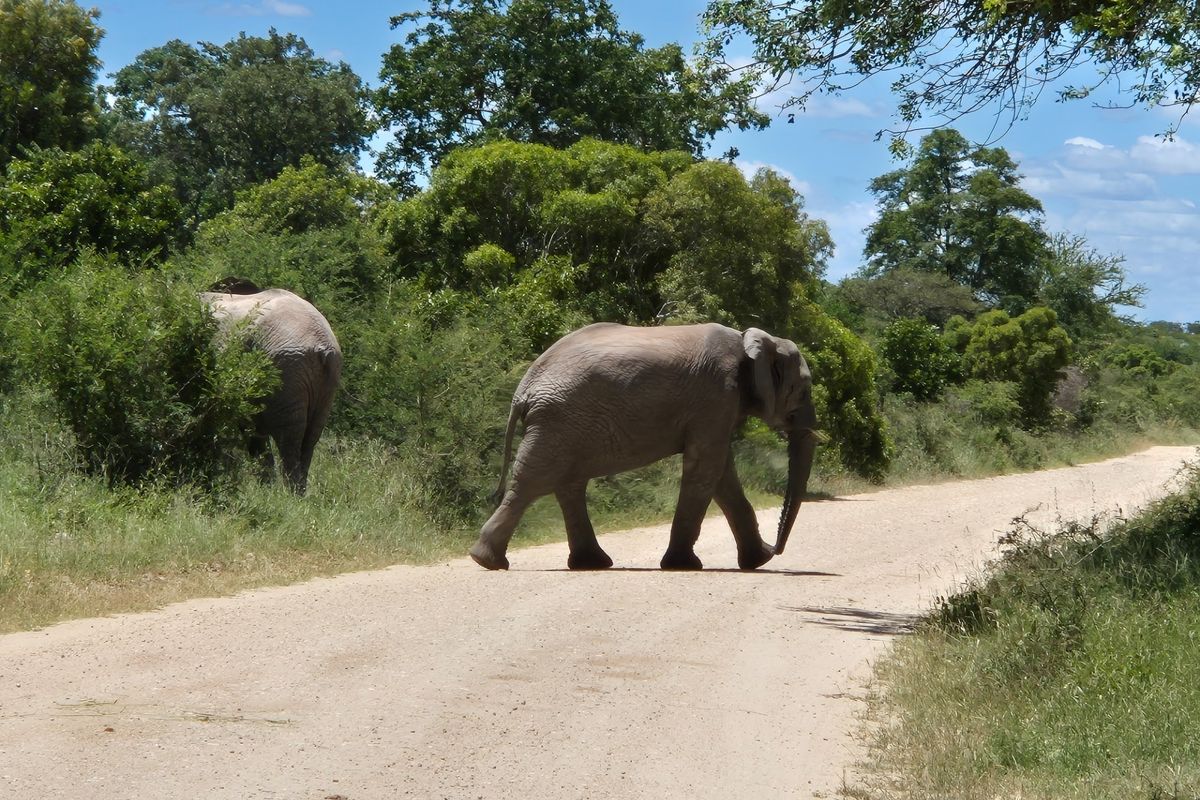 A view of a dirt road passing through a natural bushveld landscape with wildlife present.