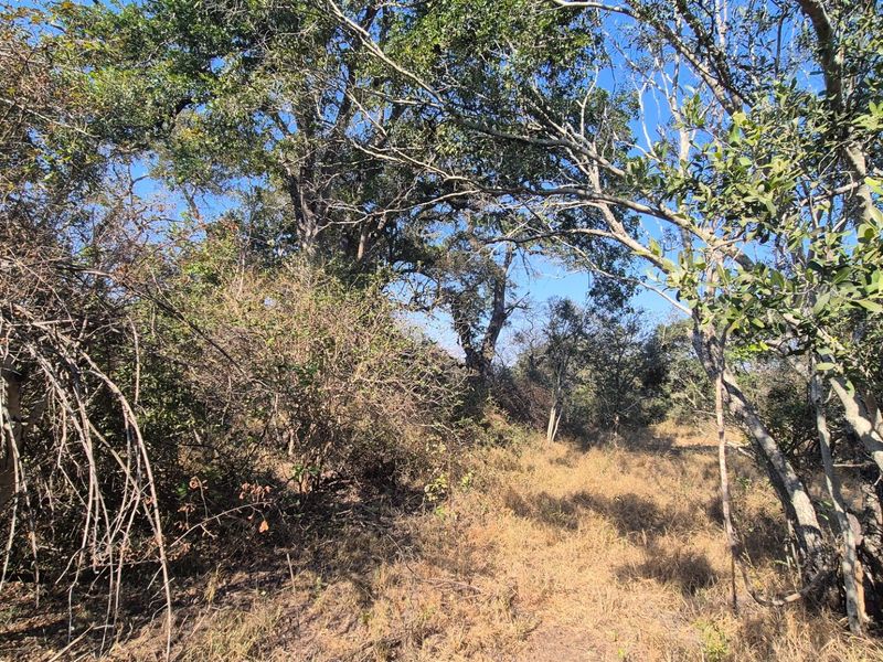 A private and secure bushveld plot on riverine in Moditlo Wildlife Estate, Hoedspruit - Photo 7