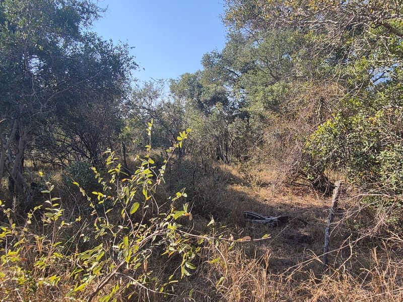 A private and secure bushveld plot on riverine in Moditlo Wildlife Estate, Hoedspruit - Photo 6
