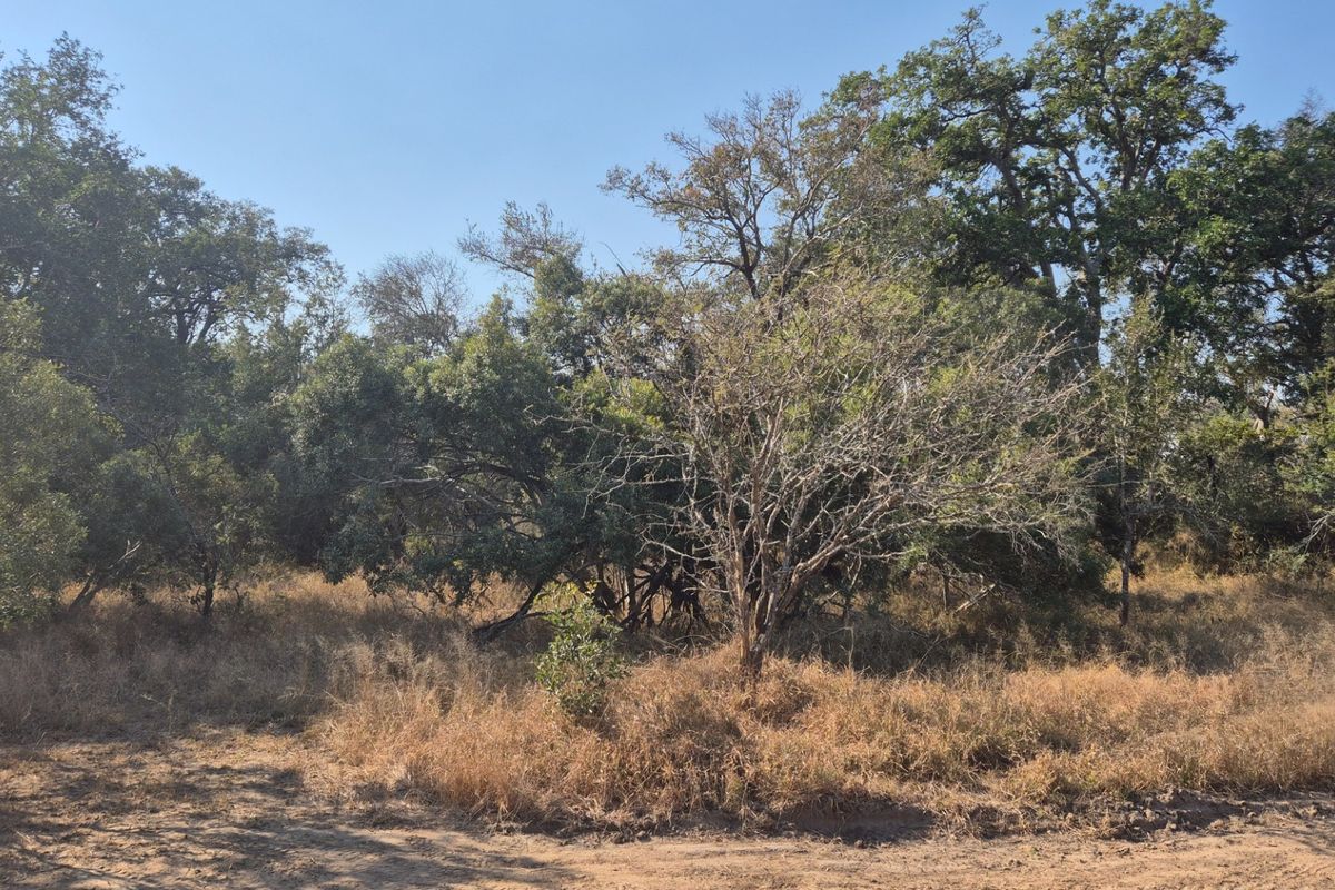 A view of the natural landscape and mature trees on the vacant residential property.