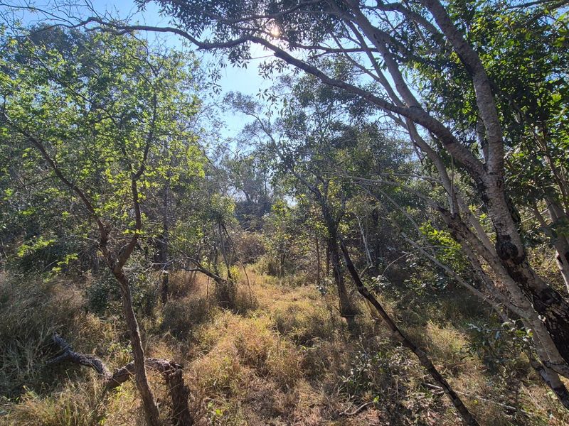 A private and secure bushveld plot on riverine in Moditlo Wildlife Estate, Hoedspruit - Photo 9