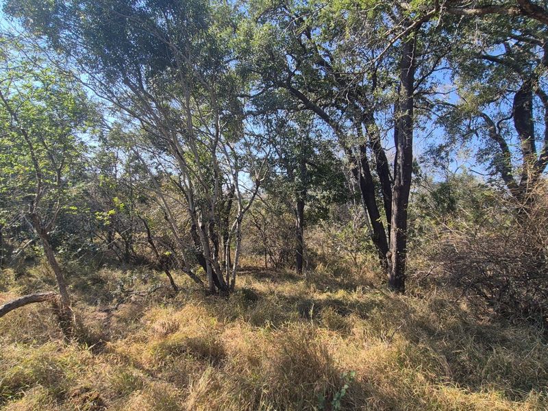 A private and secure bushveld plot on riverine in Moditlo Wildlife Estate, Hoedspruit - Photo 8