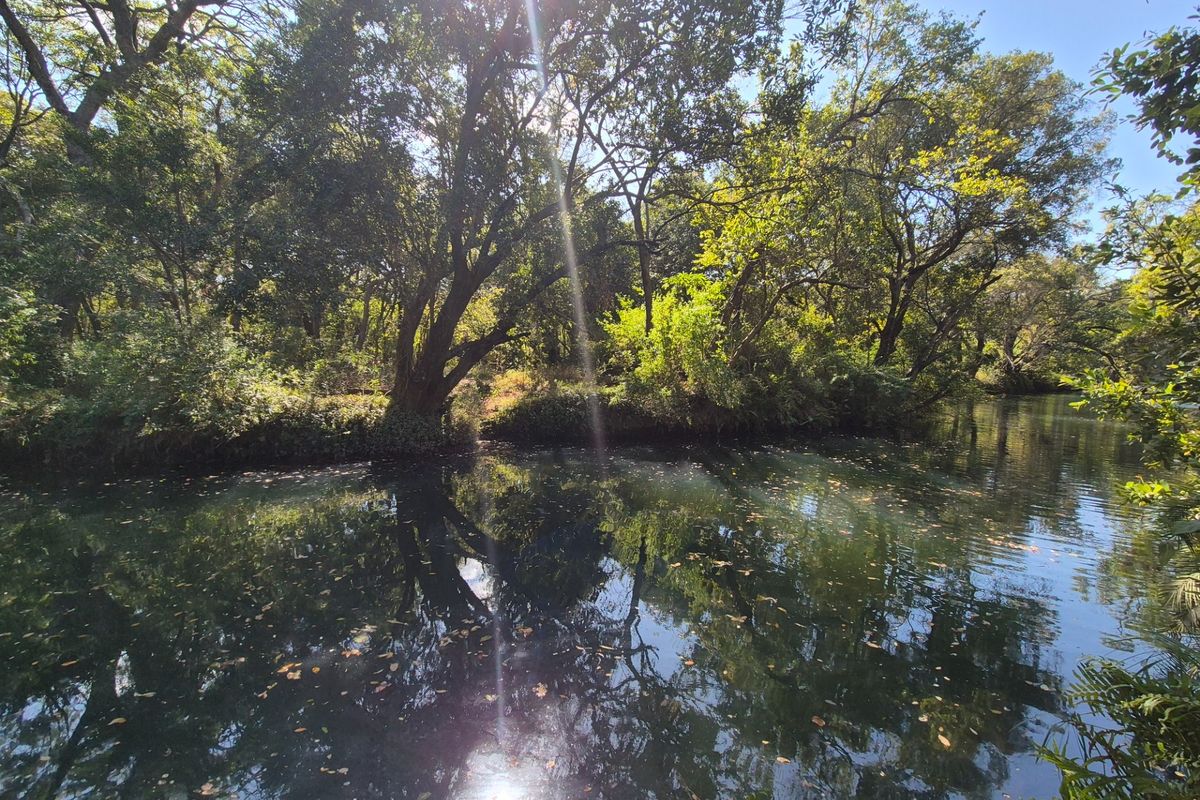 A scenic view of a tranquil river surrounded by lush, mature trees and natural vegetation, offering a peaceful and private outdoor setting.