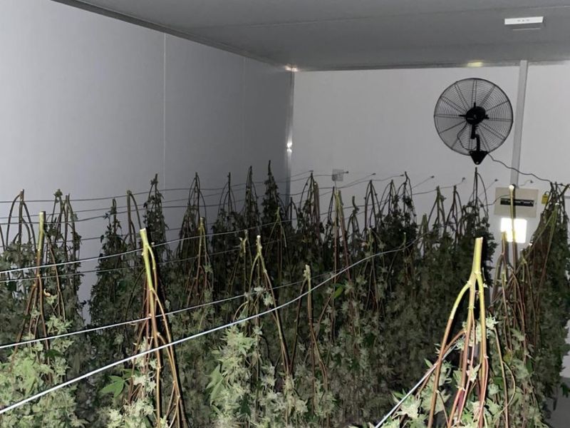 A climate-controlled utility space featuring insulated wall panels, an industrial wall-mounted fan, and electrical infrastructure, currently utilized for agricultural processing.