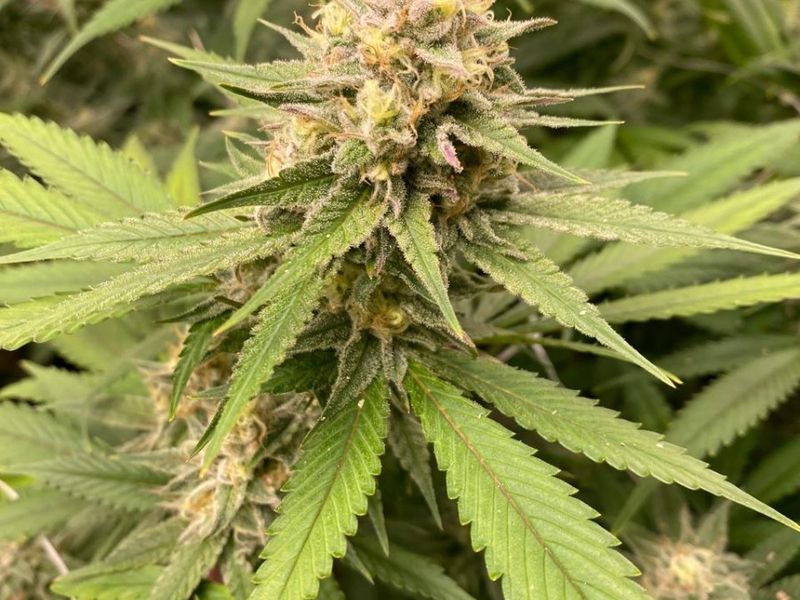 Close-up view of a flowering plant in a farm setting.