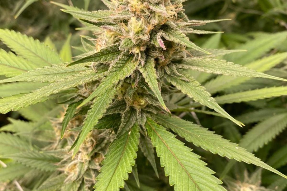 Close-up view of a flowering plant in a farm setting.