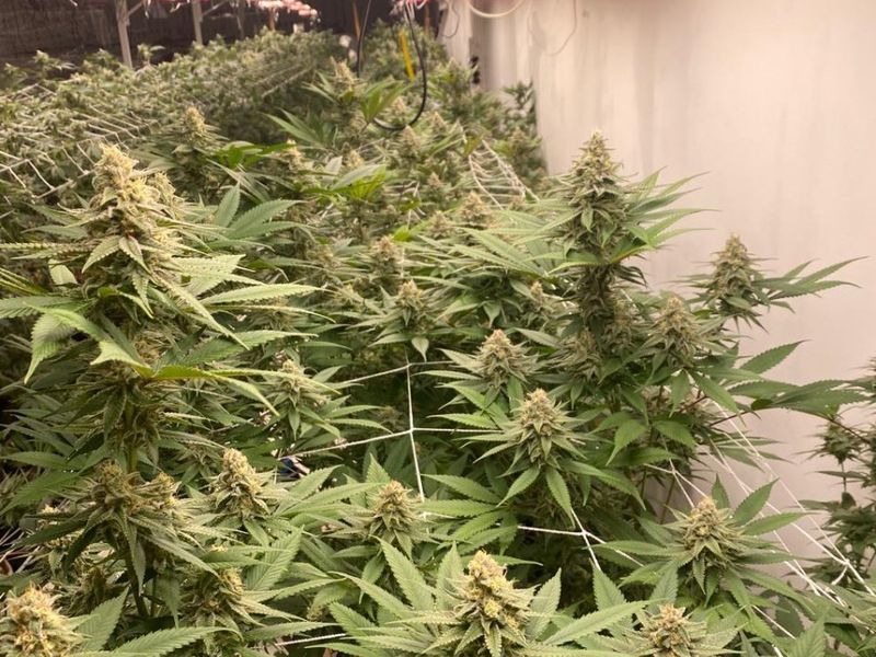 Indoor agricultural utility space equipped with specialized LED grow lighting and trellis support systems for cultivation.