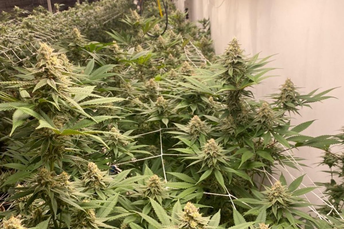 Indoor agricultural utility space equipped with specialized LED grow lighting and trellis support systems for cultivation.