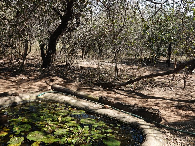 BUSH RETREAT WITH INCOME POTENTIAL - MARLOTH PARK - Photo 10