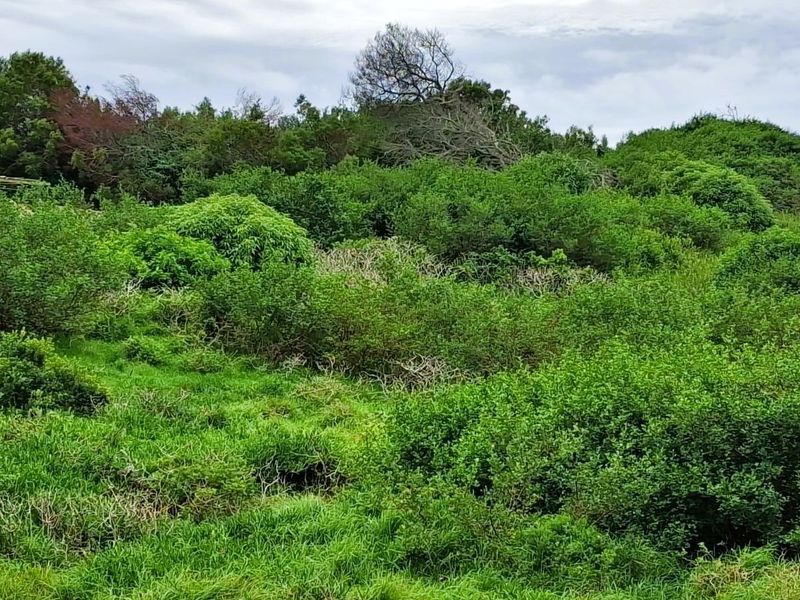 A view of a vacant residential plot featuring dense, overgrown natural vegetation and mature trees.