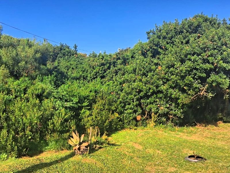 A view of a residential garden area featuring established trees, shrubs, and a grass lawn.