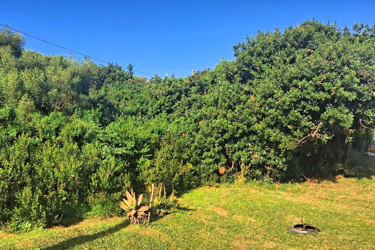 A view of a residential garden area featuring established trees, shrubs, and a grass lawn.
