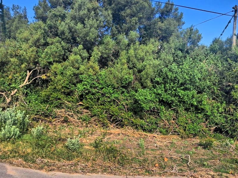 A view of the vacant residential land featuring dense natural vegetation and existing utility infrastructure along the road frontage.