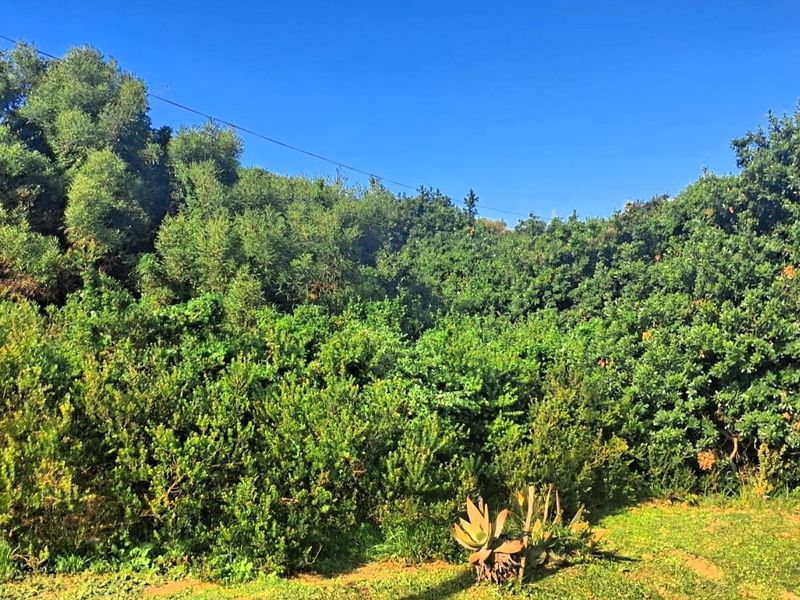 A view of a lush, established garden area featuring dense native shrubbery, mature trees, and a grassed foreground.