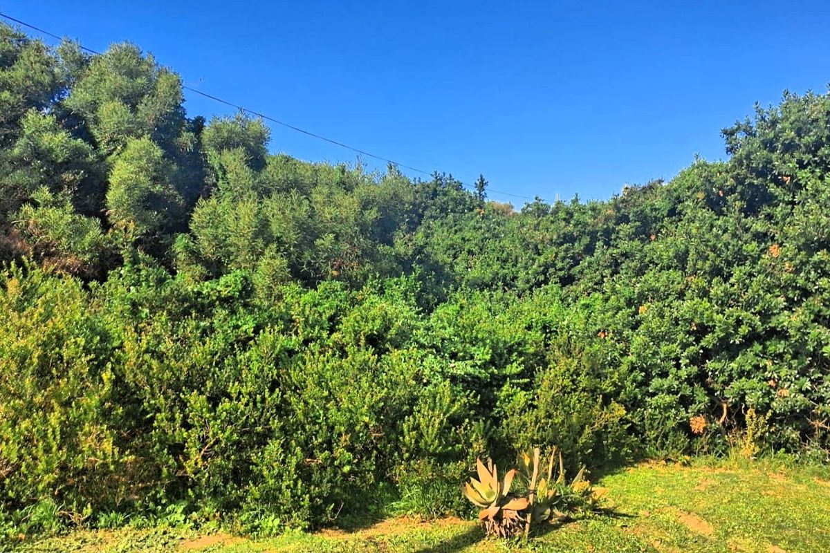 A view of a lush, established garden area featuring dense native shrubbery, mature trees, and a grassed foreground.
