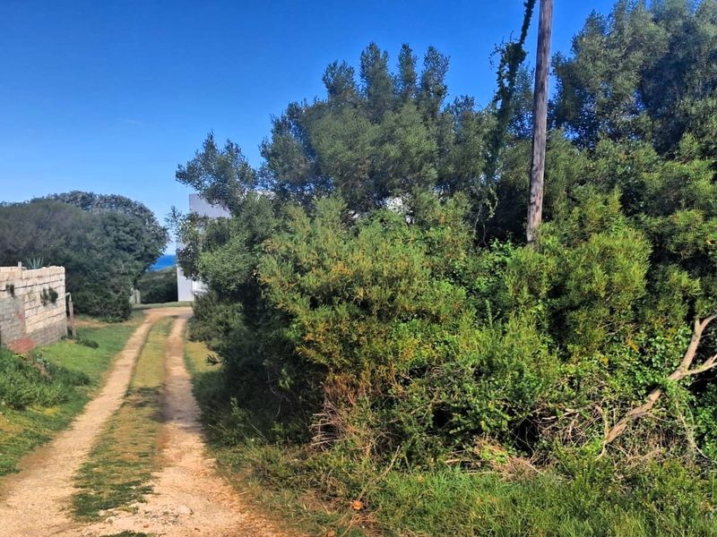 A view of a dirt driveway leading towards a residential property, bordered by dense vegetation and a stone retaining wall.
