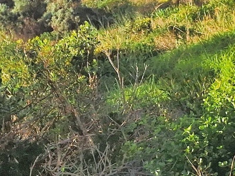 A view of the natural vegetation and landscape on the vacant residential property.