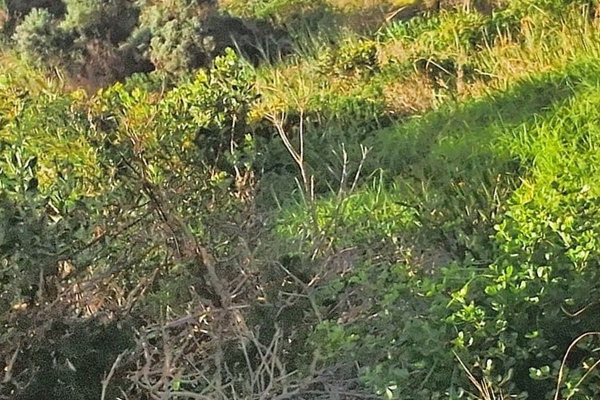 A view of the natural vegetation and landscape on the vacant residential property.
