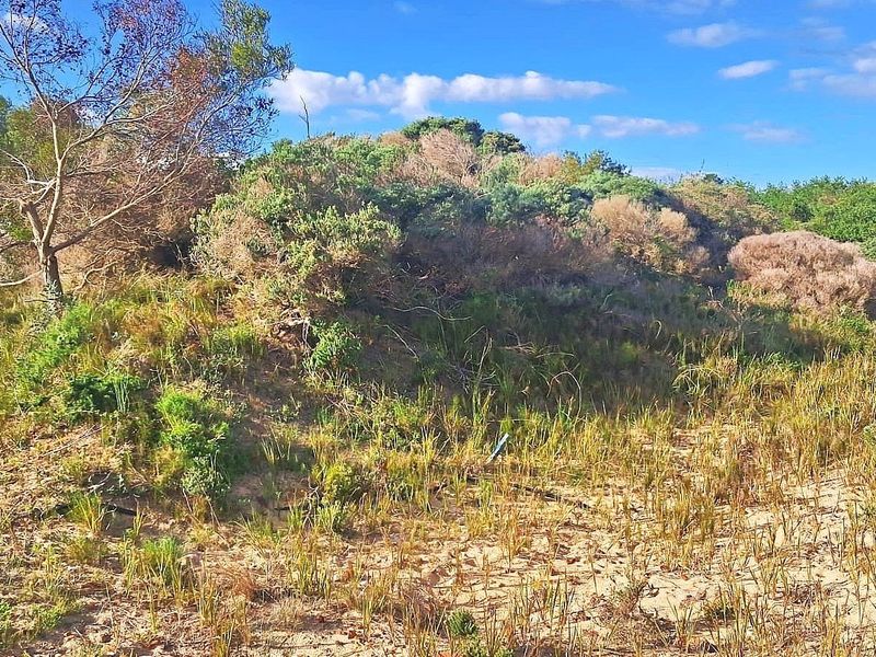 A view of the natural, undeveloped sandy terrain and native coastal vegetation on this residential vacant land plot.