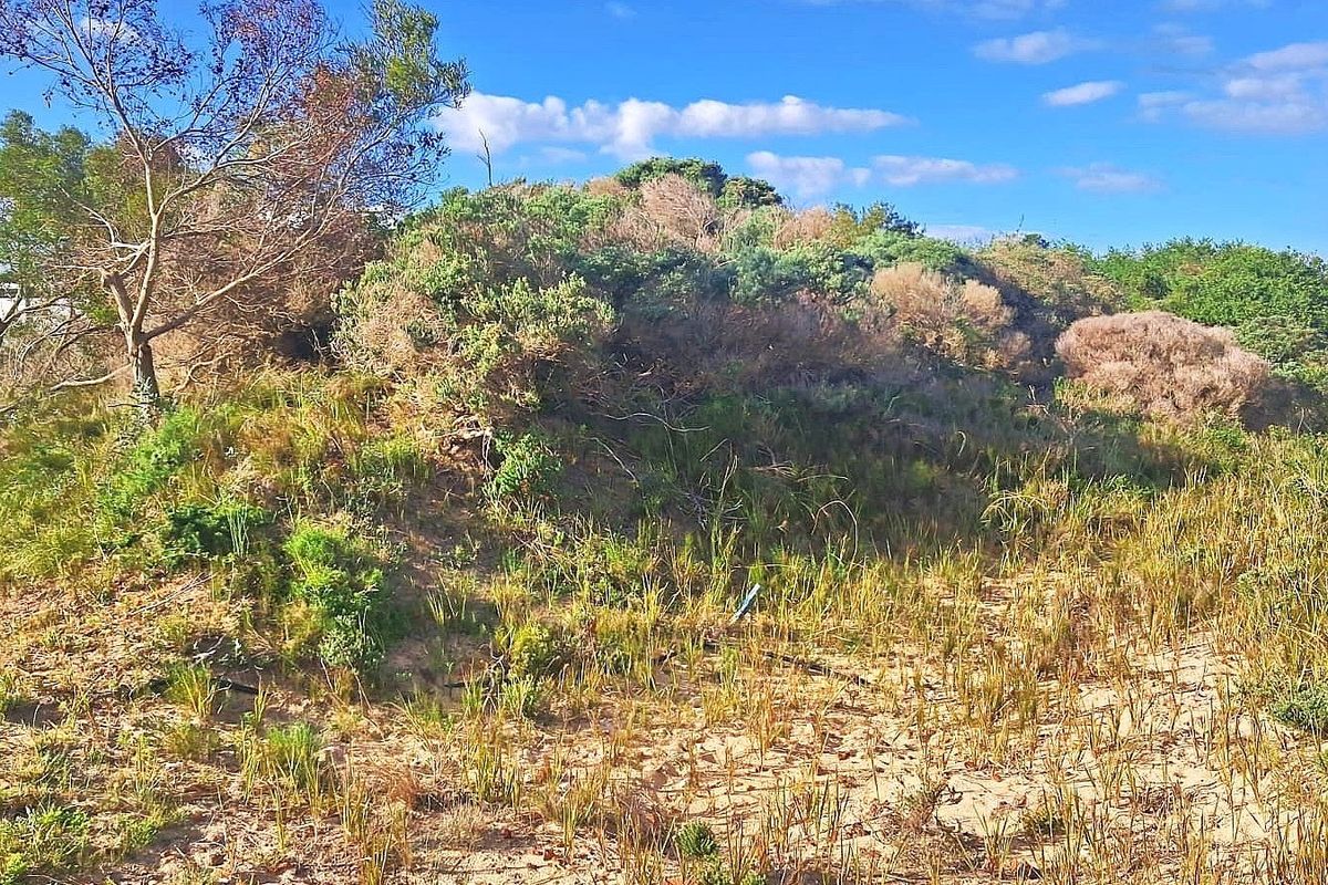 A view of the natural, undeveloped sandy terrain and native coastal vegetation on this residential vacant land plot.
