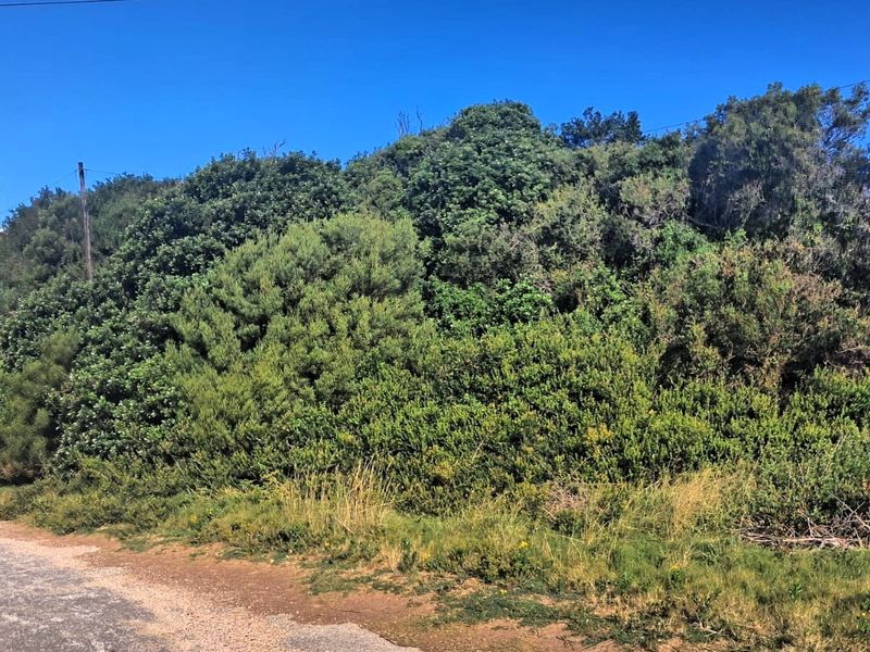 A view of a vacant residential plot featuring dense natural vegetation and shrubbery along the street frontage.