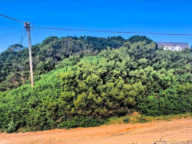 A view of a vacant residential plot featuring dense natural vegetation and an existing utility pole with overhead power lines.