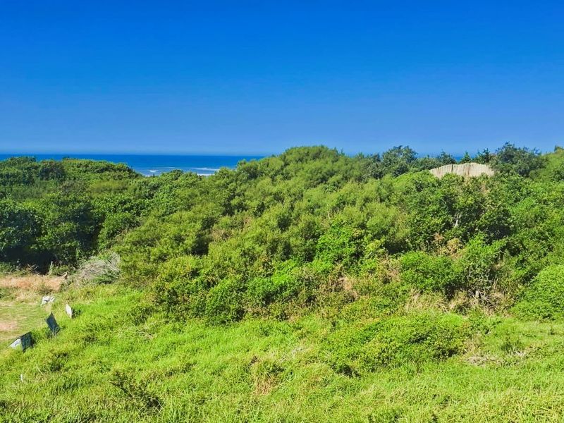 A scenic view of the coastal landscape featuring lush native vegetation and a clear horizon line over the ocean.