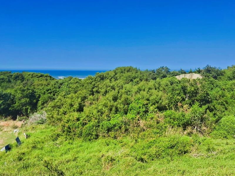 A scenic view of the coastal landscape featuring lush native vegetation and a clear horizon line over the ocean.