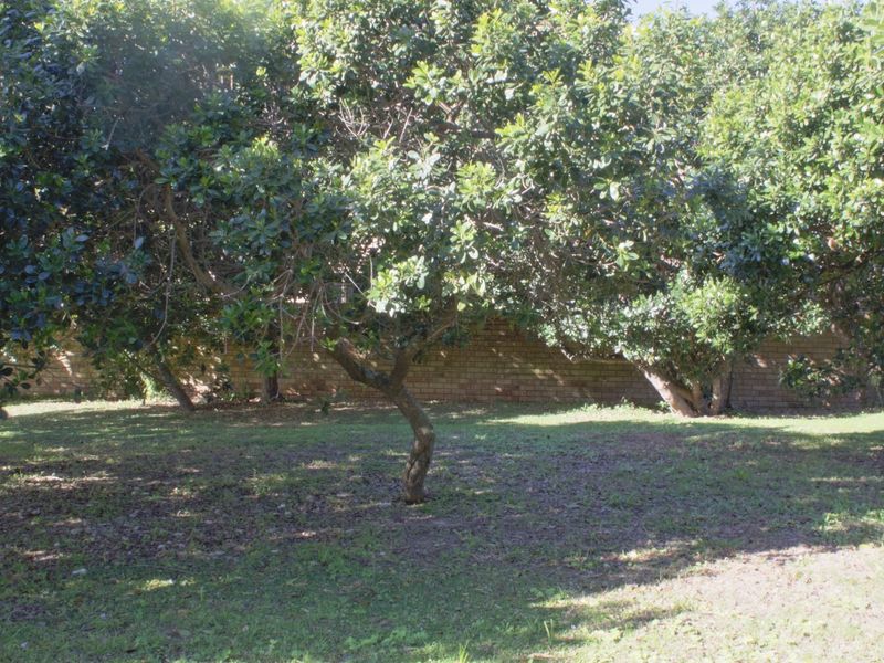 A private garden area featuring mature trees and a brick boundary wall, offering a quiet and established outdoor space.