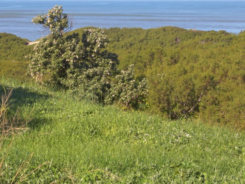 A scenic view of the coastal landscape featuring natural vegetation and ocean horizon from the vacant residential property.