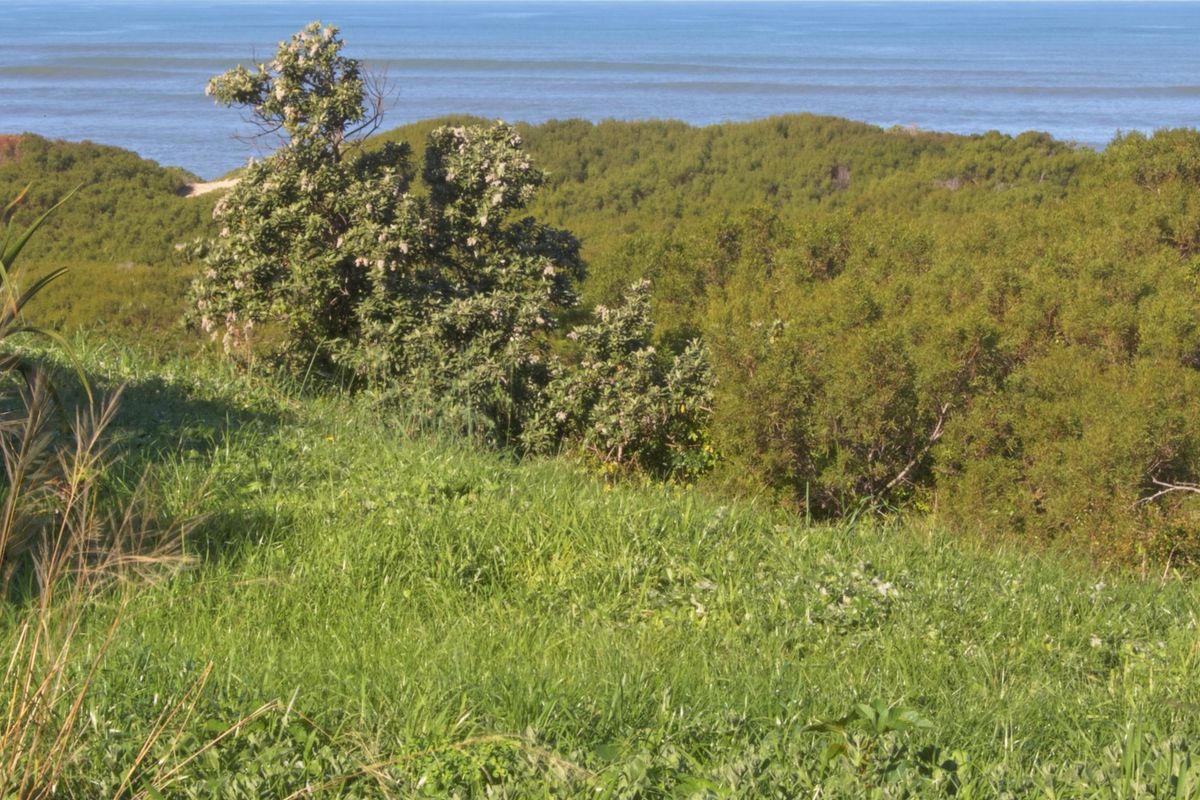 A scenic view of the coastal landscape featuring natural vegetation and ocean horizon from the vacant residential property.