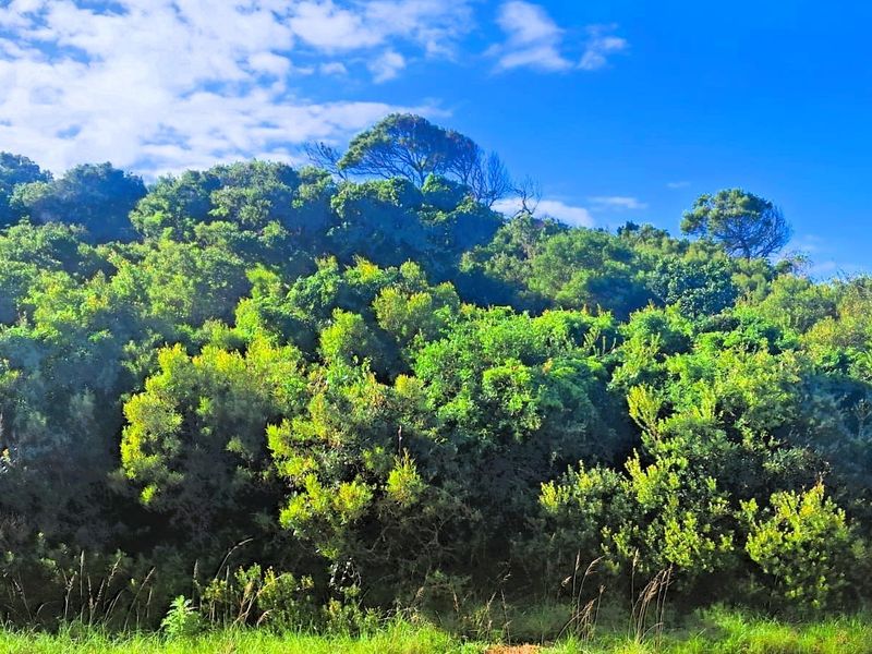 A view of the dense, natural vegetation and mature trees covering the residential land plot.