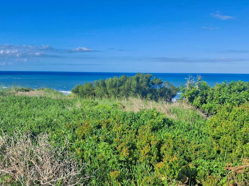 A scenic view of the coastline featuring lush native vegetation and an expansive ocean horizon.