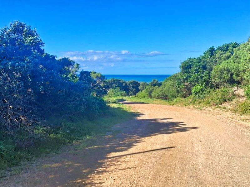 A scenic view of a coastal landscape featuring an unpaved access road surrounded by natural indigenous vegetation leading towards the ocean.